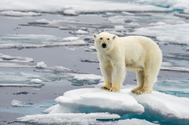 polar-bear-on-ice-838x0_q80