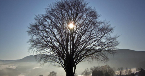 solstice tree